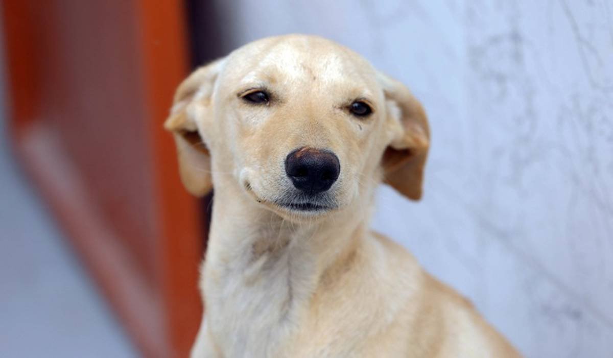Guarda compartilhada de cães e gatos