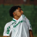 Palmeiras luighi