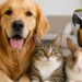 pets