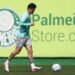 palmeiras