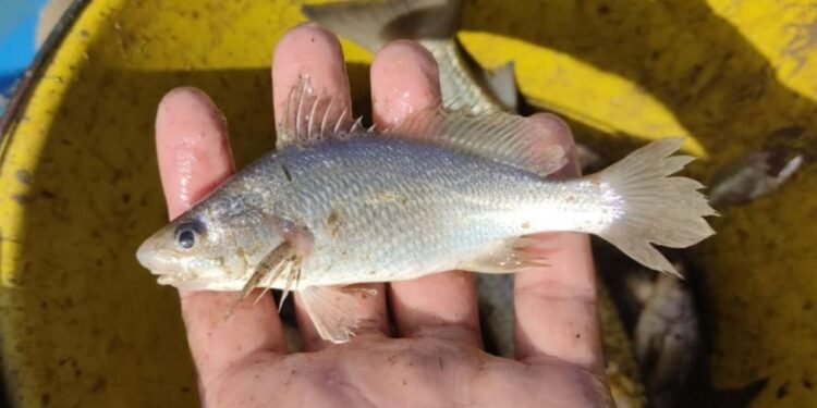 Área afetada pelo rompimento de barragem no distrito de Bento Rodrigues, Minas Gerais