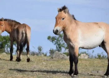 Cavalos takhi no Parque Nacional Hustai, Mongólia