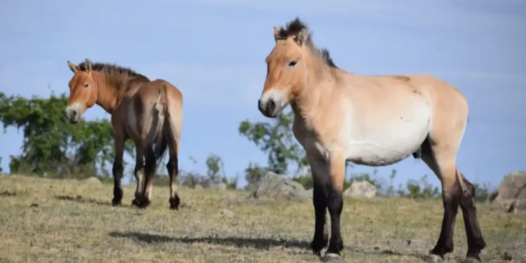 Cavalos takhi no Parque Nacional Hustai, Mongólia