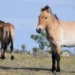 Cavalos takhi no Parque Nacional Hustai, Mongólia