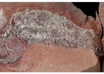Fóssil de peixe pré-histórico encontrado em Mato Grosso