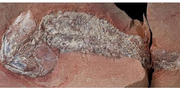 Fóssil de peixe pré-histórico encontrado em Mato Grosso