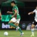 palmeiras