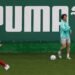 Palmeiras