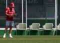 Palmeiras