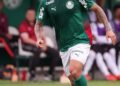 palmeiras