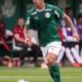 palmeiras