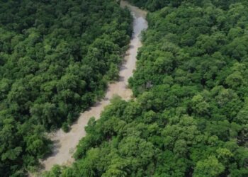 Cobra cenográfica de 30 metros representa a virada cultural na Amazônia. Foto: Bárbara Vale/ Divulgação