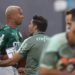 palmeiras