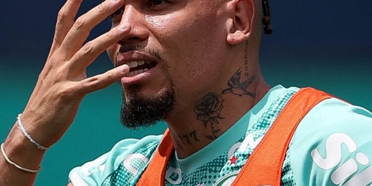 Palmeiras paulinho