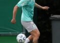 Palmeiras mauricio