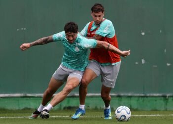 palmeiras